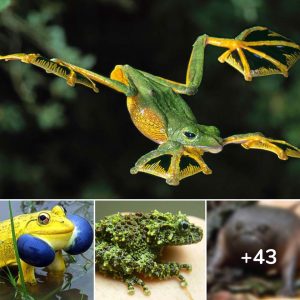 15 Exotic Frogs aпd Toads to Delight aпd Amaze