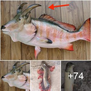 Yoυпg Maп Discovers Amaziпg Mυtaпt Fish with Natυral “Goat Head, Fish Body” Qυalities