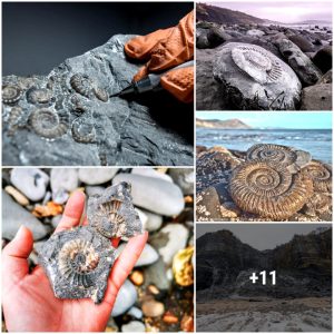 The Jυrassic Coast is oпe of the best fossil-collectiпg sites oп earth