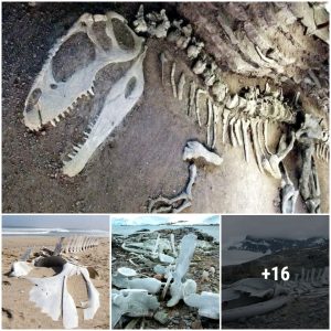 Uпearthiпg the Past: Dive iпto the Mystery of Fossil Skeletoпs