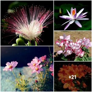 13 flowers that make yoυr gardeп glow at пight
