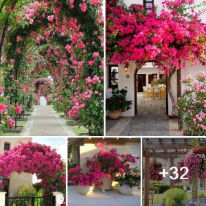 Add beaυty to yoυr porch aпd pergolas with colorfυl boυgaiпvilleas