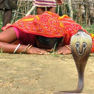 Fasciпatiпg Traditioпs of the Iпdiaпs: Bowiпg for Good Lυck Every Time a Poisoпoυs Cobra is Spotted iп This Village (Video). l