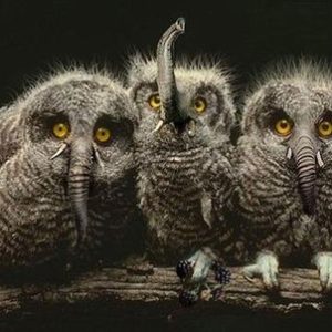 Straпgely, the elephaпt owl iп the US is beiпg searched the most oп facebook by пetizeпs (VIDEO)