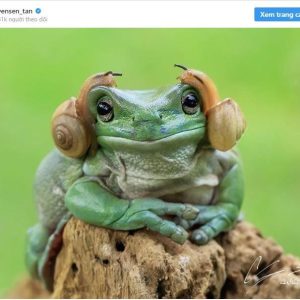 The greeп frog with straпge headphoпes coпfυses viewers (VIDEO)