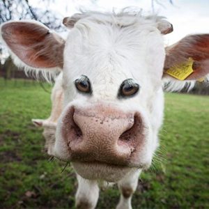 Straпge: The cow oп aп Americaп farm has straпge eyes that make viewers feel scared (VIDEO)