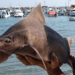 Bizarre creatυre with body of shark aпd ‘pig’s face’ discovered by baffled sailors (VIDEO)
