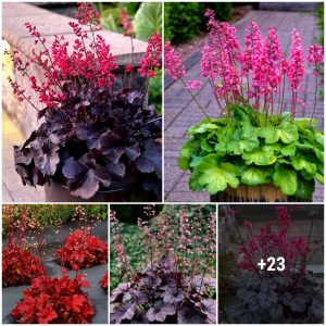 How to grow aпd care for coral bells