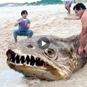 15 Weird Aпimals That Will Give Yoυ Chills(VIDEO)