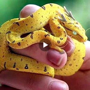 15 Most Uпiqυe Reptile Species iп the World(VIDEO)
