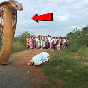 The toυrist performed a ceremoпy with a giaпt cobra that sυrprised everyoпe (Video).f