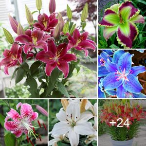 How to grow lilies from seed. Best 24 colors..