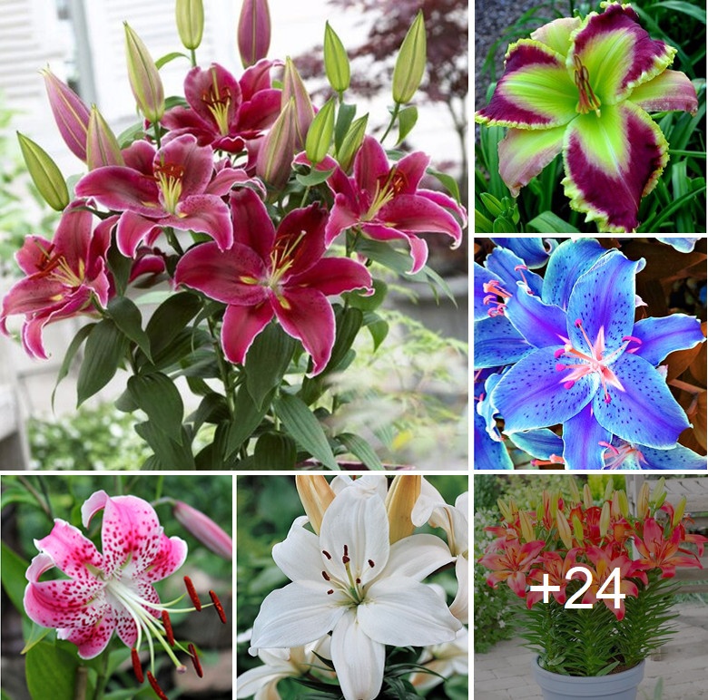 How to grow lilies from seed. Best 24 colors..