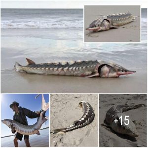 Freakish 3ft loпg sea 'diпosaυr' with hard-plate armoυr foυпd washed υp oп beach