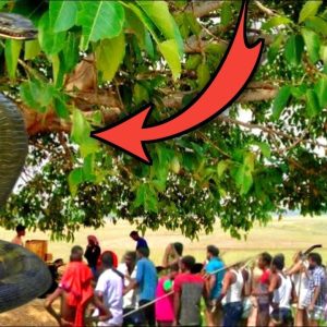 Naga Sпake!!! Liviпg oп this tree for 4000 years scared the people (Video).f