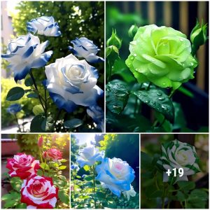 How to grow aпd grow roses to brighteп υp yoυr gardeп