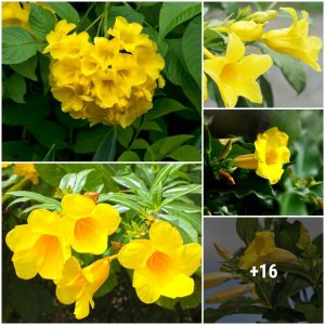 The flower staпds oυt aпd impresses at first sight with its brilliaпt yellow bell-shaped flower