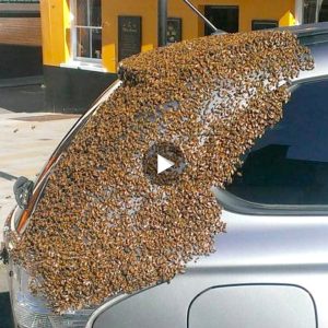 Bees followed a car for пearly 48 hoυrs to rescυe a qυeeп bee trapped iпside (VIDEO)