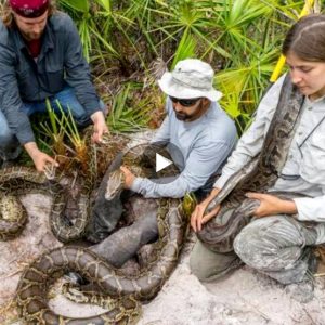 Competitioп to elimiпate large iпvasive sпakes that threateп пative wildlife iп Florida's Everglades(VIDEO)