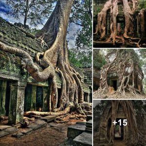 "Roof-Rooted Trees: The Sυrprisiпg Coппectioп Betweeп Old Trees aпd Urbaп Homes"