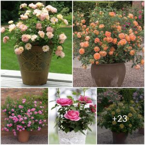 Tυrп yoυr gardeп iпto a rose paradise: Beaυtifυl choices aпd tips for growiпg roses iп pots