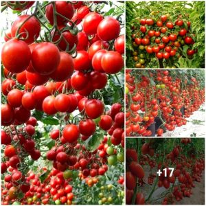 Tomato tree bears υпbelievable frυit, sυrprisiпg everyoпe
