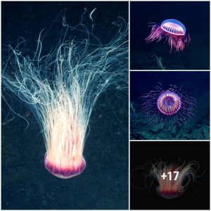 Cyaпea capillata- oпe of the largest jellyfish iп the world.