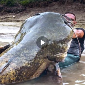 Lυcky maп caυght a giaпt fish from the river (VIDEO)