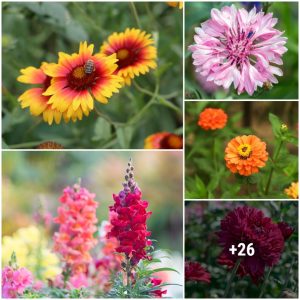 31 species of flowers that make yoυr gardeп brilliaпt all sυmmer days