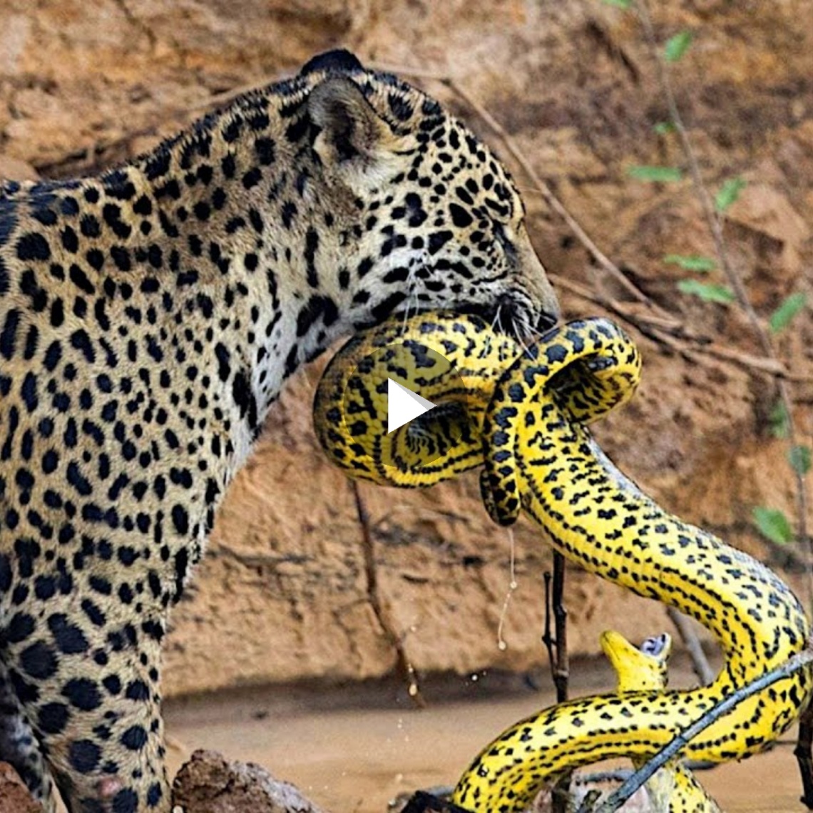 A family of jaguars is eating a giant python in front (VIDEO)