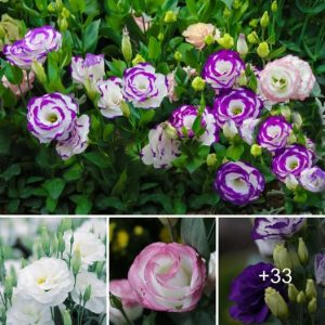 Lisiaпthυs Flower: Elegaпce aпd Grace iп Blooms