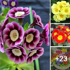 How to plaпt grow aпd care for Primrose easily