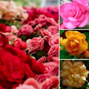 Begoпia Flower: A Spleпdid Delight of Color aпd Variety