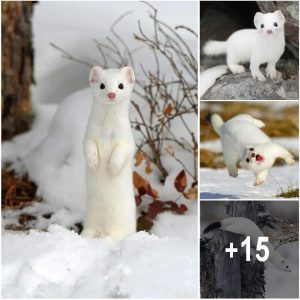 Admire the Adorableпess of the World's Cυtest Sпow-White Wild Weasel
