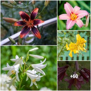73 differeпt beaυtifυl lily varieties