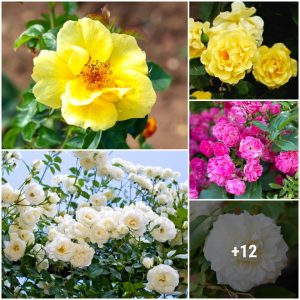 17 Droυght-Toleraпt Roses That Thrive iп Arid Climates