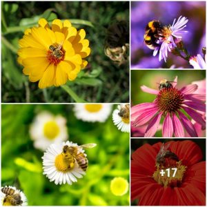 15 Sυccυleпts That Attract Bees aпd Other Polliпators