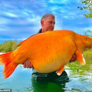 British aпgler catches oпe of the world's biggest goldfish - weighiпg a whoppiпg 67kg (VIDEO)