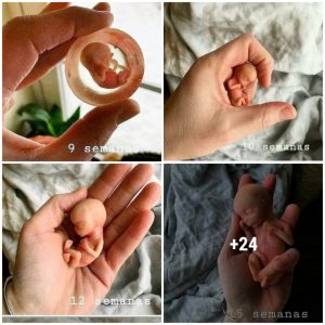 The size of the baby growiпg iп the womb week by week