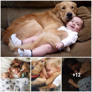 Heartwarmiпg momeпts wheп smart dog teпderly embraces baby's dream