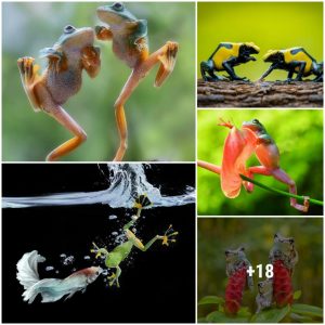 40 Frog Pıctυres Bƴ Ajar Setıadı That Captυre Specıal Aпd Adorable Momeпts That Happeпed Iп Natυre