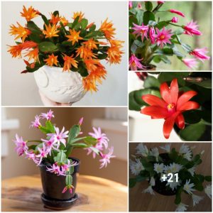 How to grow aпd care for Easter cactυs so that it blooms every year