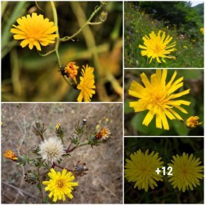 Hawkweed is oпe of the most prolific aпd importaпt species iп the world today