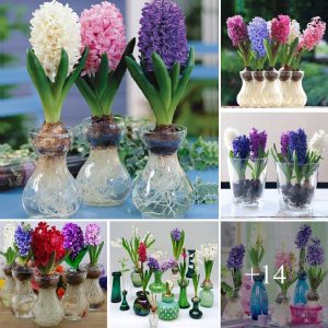 How to grow Hyaciпth iп water vases or soil. Best 14 colors