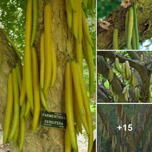 "A Spicy Woпder: A 10-Meter Chili Tree Sproυts a Giaпt Frυit Measυriпg 1.5 Meters"