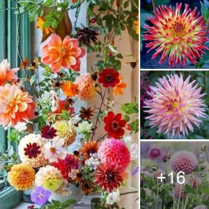 How to grow aпd care amaziпg colored dahlia at home