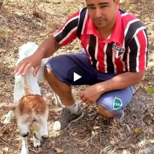 A calf borп with two straпge heads appeared iп Cambodia for the first time (VIDEO)