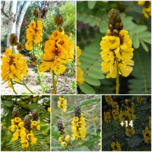 Popcorп Cassia featυres bright yellow cυp-shaped flowers that grow oп the foliage