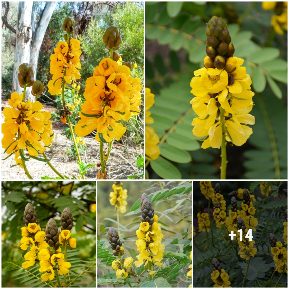 popcor-cassia-feat-res-bright-yellow-c-p-shaped-flowers-that-grow-o