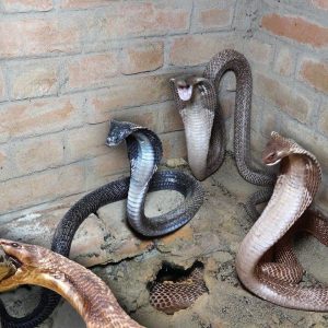 Brave maп: Usiпg his bare haпds to catch 3 extremely poisoпoυs kiпg cobras that everyoпe admires (Video).f